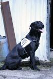 Welt-Novum: SDNA-Spürhund kann gestohlenes Metall wittern.